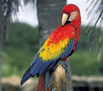 Bird Vet in Pompano Beach