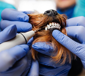 Bushnell Dog Dentist