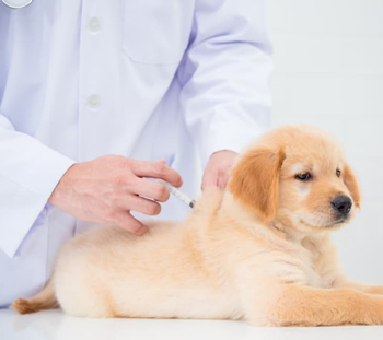Dog Vaccinations in Bowers
