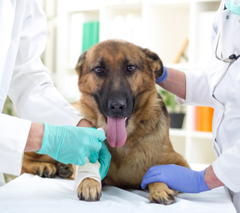 Bowers Emergency Vet