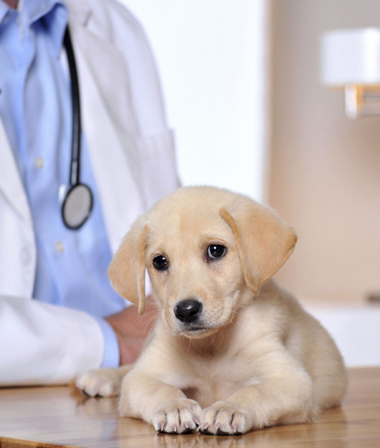 best South Canaan veterinarian clinic