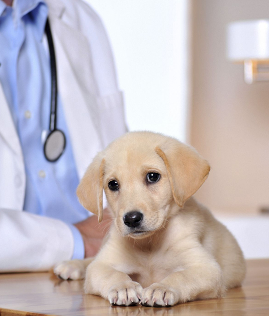 best Palm Bay veterinarian clinic