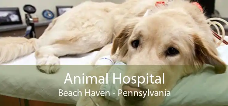 Animal Hospital Beach Haven - Pennsylvania