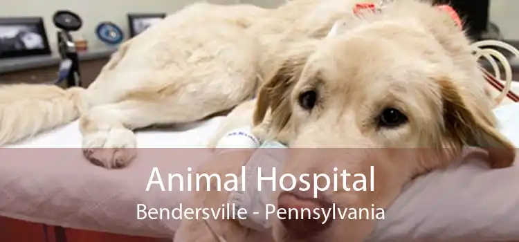 Animal Hospital Bendersville - Pennsylvania