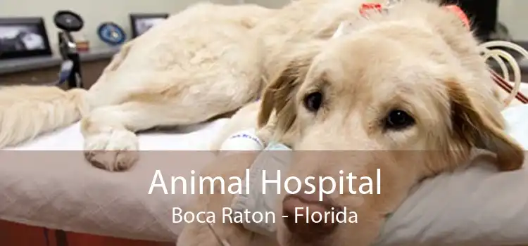 Animal Hospital Boca Raton - Florida