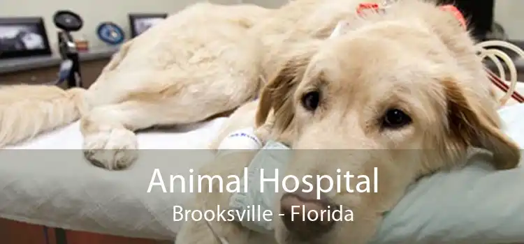 Animal Hospital Brooksville - Florida