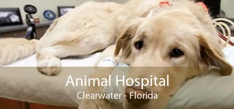 Animal Hospital Clearwater - Florida