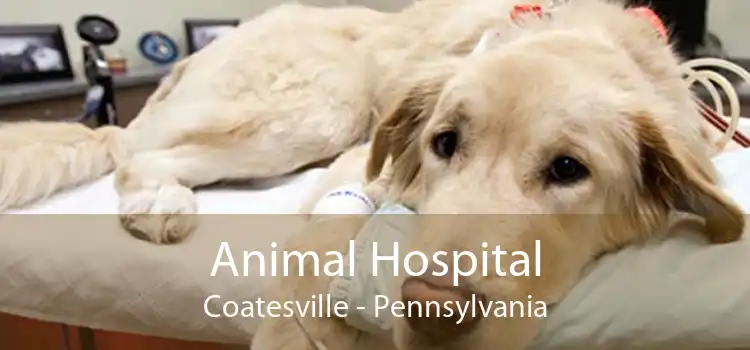 Animal Hospital Coatesville - Pennsylvania