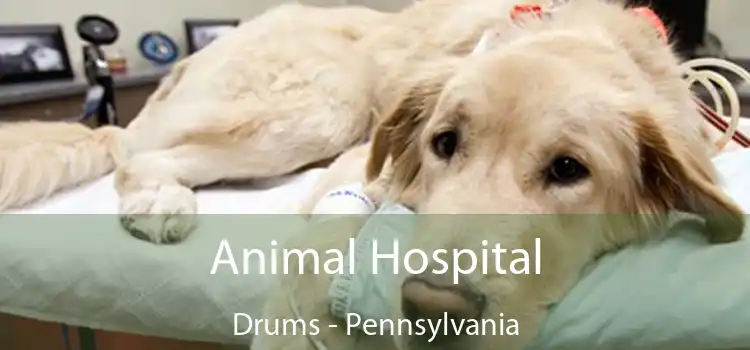Animal Hospital Drums - Pennsylvania