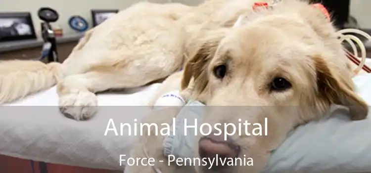 Animal Hospital Force - Pennsylvania