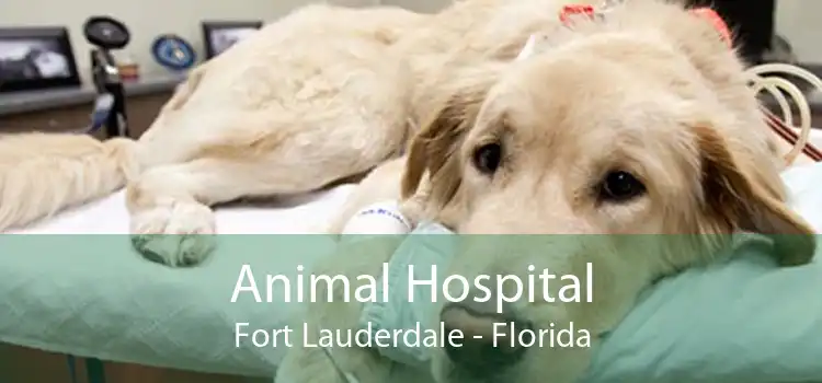Animal Hospital Fort Lauderdale - Florida