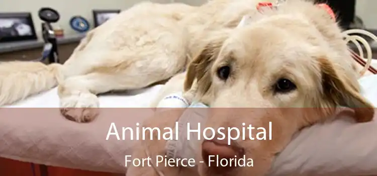 Animal Hospital Fort Pierce - Florida