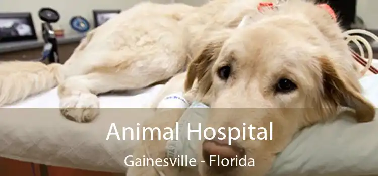 Animal Hospital Gainesville - Florida