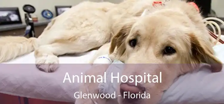 Animal Hospital Glenwood - Florida