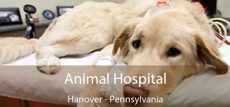 Animal Hospital Hanover - Pennsylvania