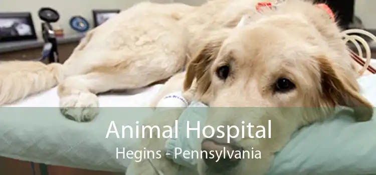 Animal Hospital Hegins - Pennsylvania