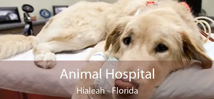 Animal Hospital Hialeah - Florida