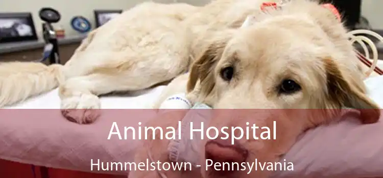 Animal Hospital Hummelstown - Pennsylvania