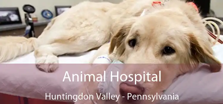 Animal Hospital Huntingdon Valley - Pennsylvania