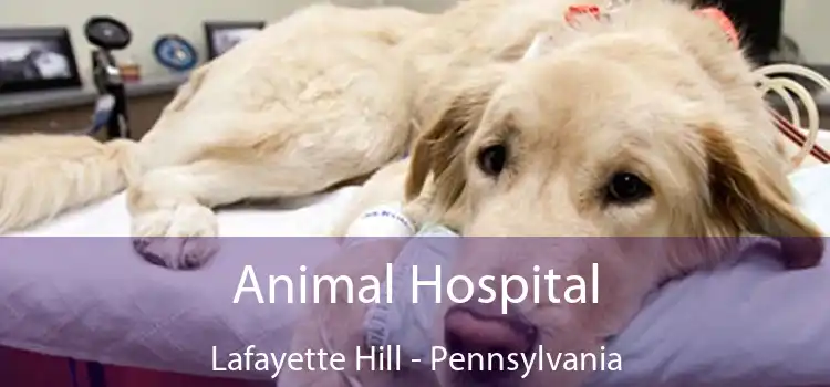 Animal Hospital Lafayette Hill - Pennsylvania