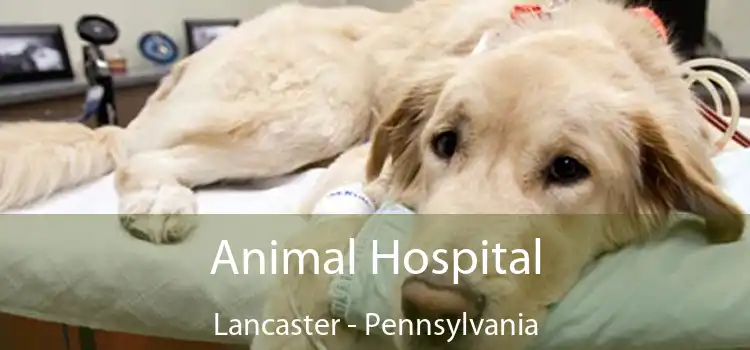 Animal Hospital Lancaster - Pennsylvania