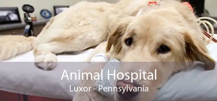 Animal Hospital Luxor - Pennsylvania