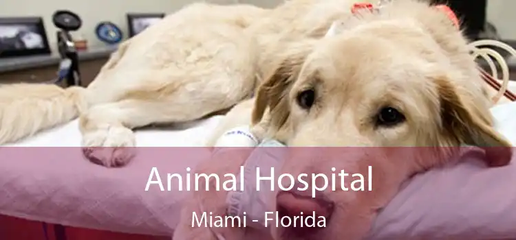 Animal Hospital Miami - Florida