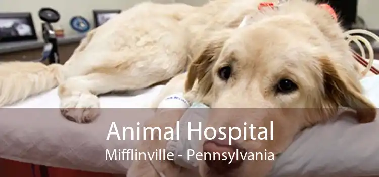 Animal Hospital Mifflinville - Pennsylvania