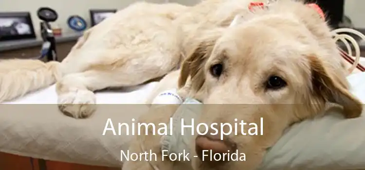 Animal Hospital North Fork - Florida