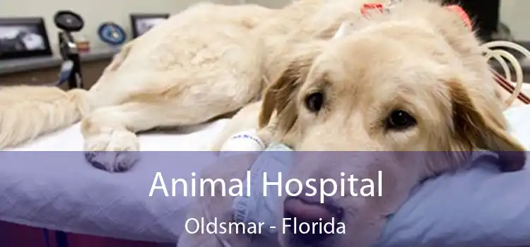 Animal Hospital Oldsmar - Florida