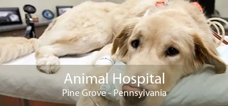 Animal Hospital Pine Grove - Pennsylvania