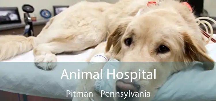 Animal Hospital Pitman - Pennsylvania