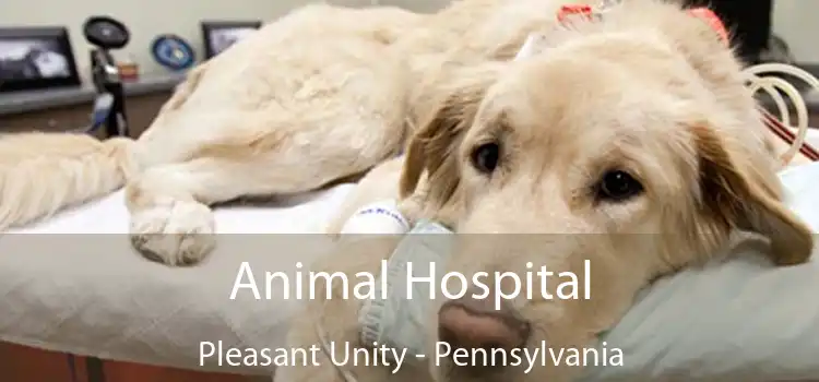 Animal Hospital Pleasant Unity - Pennsylvania