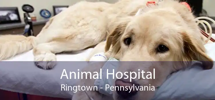 Animal Hospital Ringtown - Pennsylvania