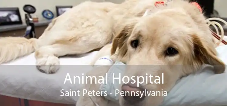 Animal Hospital Saint Peters - Pennsylvania