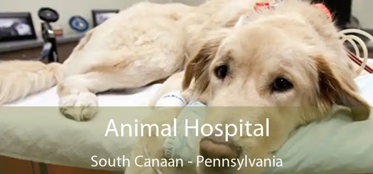 Animal Hospital South Canaan - Pennsylvania