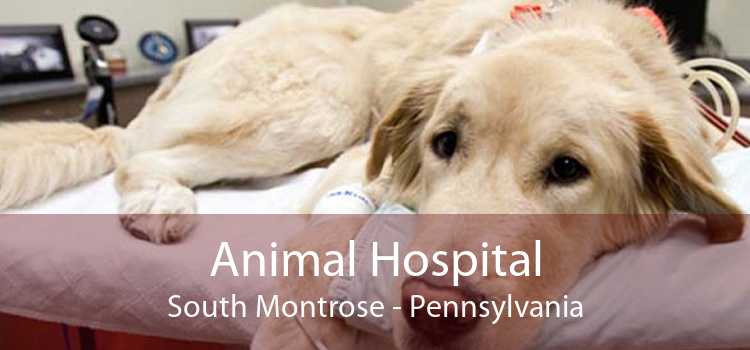 Animal Hospital South Montrose - Pennsylvania