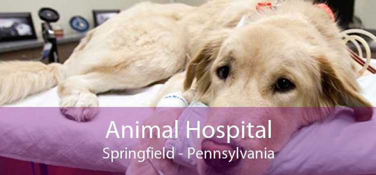 Animal Hospital Springfield - Pennsylvania