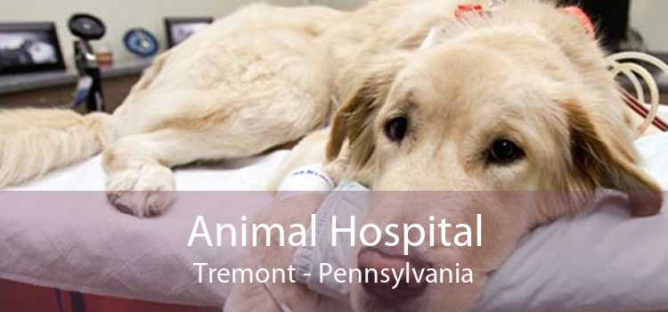 Animal Hospital Tremont - Pennsylvania