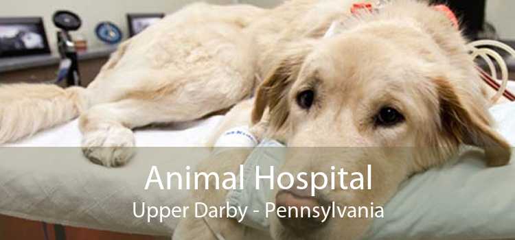 Animal Hospital Upper Darby - Pennsylvania