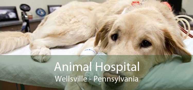 Animal Hospital Wellsville - Pennsylvania