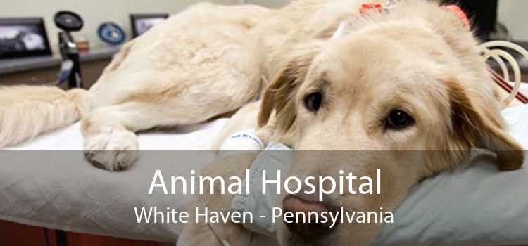 Animal Hospital White Haven - Pennsylvania