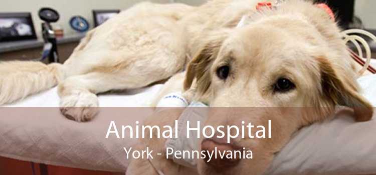 Animal Hospital York - Pennsylvania