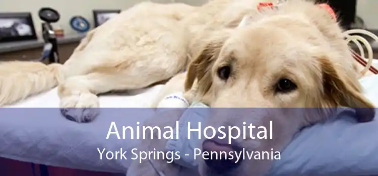 Animal Hospital York Springs - Pennsylvania