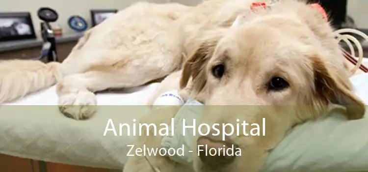 Animal Hospital Zelwood - Florida