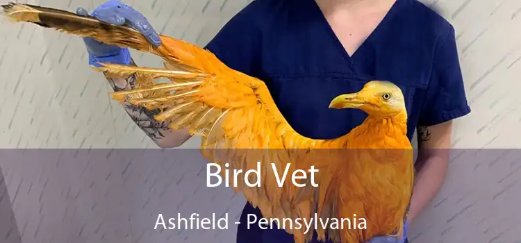 Bird Vet Ashfield - Pennsylvania