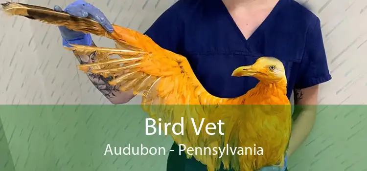 Bird Vet Audubon - Pennsylvania