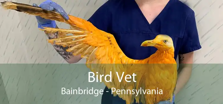 Bird Vet Bainbridge - Pennsylvania