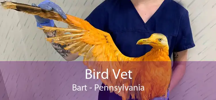 Bird Vet Bart - Pennsylvania