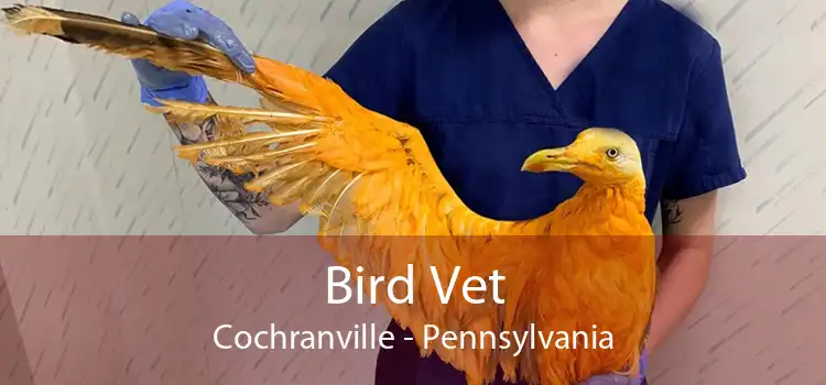 Bird Vet Cochranville - Pennsylvania